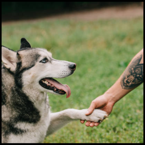 Cosmic Connectio Dog Tattoo